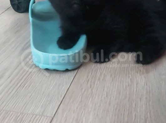 Ballı Yavrular görsel