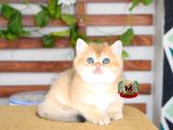 Bri̇ti̇sh Shorthair Di̇şi̇ Golden