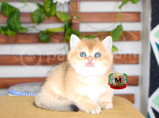 Bri̇ti̇sh Shorthair Di̇şi̇ Golden