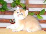 Bri̇ti̇sh Shorthair Di̇şi̇ Golden