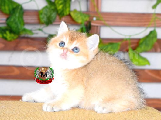 Bri̇ti̇sh Shorthair Di̇şi̇ Golden görsel