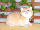 Bri̇ti̇sh Shorthair Di̇şi̇ Golden