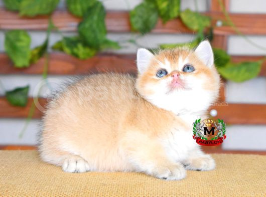 Bri̇ti̇sh Shorthair Di̇şi̇ Golden görsel