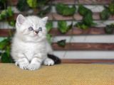 Bri̇ti̇sh Shorthair Erkek Golden Poi̇nt