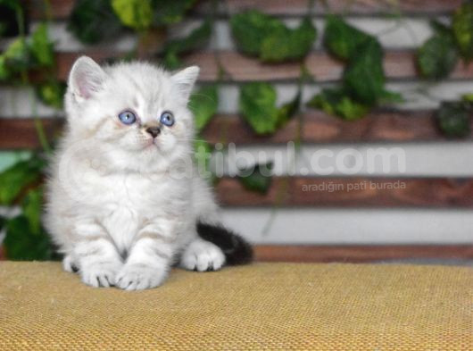 Bri̇ti̇sh Shorthair Erkek Golden Poi̇nt görsel