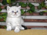 BRİTİSH SHORTHAIR ERKEK GOLDEN POİNT