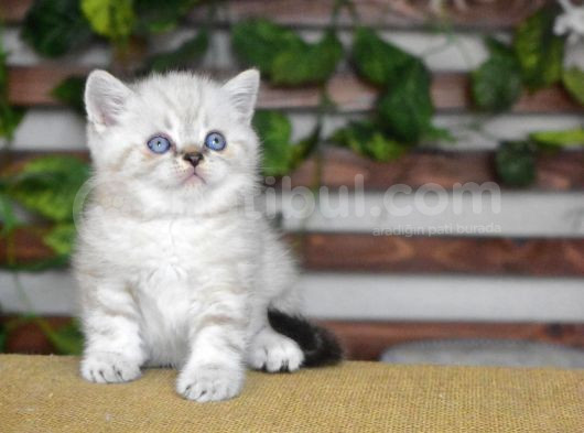 Bri̇ti̇sh Shorthair Erkek Golden Poi̇nt