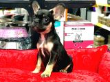 Üst Kali̇te Hari̇ka Anatomi̇ Erkek French Bulldog