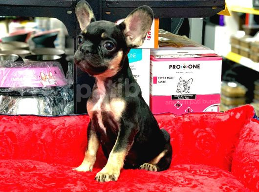 Üst Kali̇te Hari̇ka Anatomi̇ Erkek French Bulldog görsel
