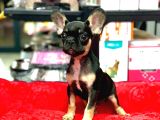 ÜST KALİTE HARİKA ANATOMİ ERKEK FRENCH BULLDOG