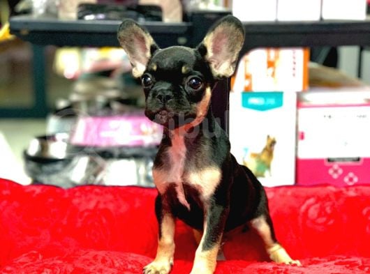 Üst Kali̇te Hari̇ka Anatomi̇ Erkek French Bulldog