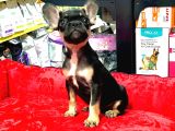 Üst Kali̇te Hari̇ka Anatomi̇ Erkek French Bulldog