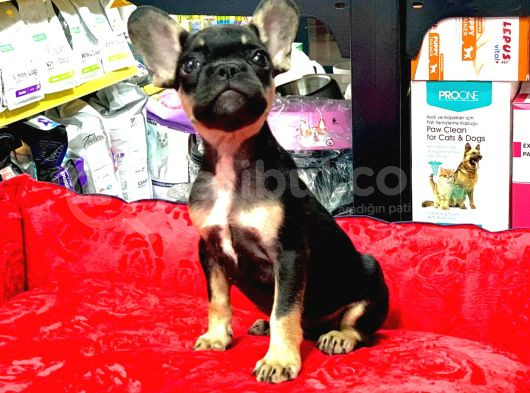 Üst Kali̇te Hari̇ka Anatomi̇ Erkek French Bulldog görsel