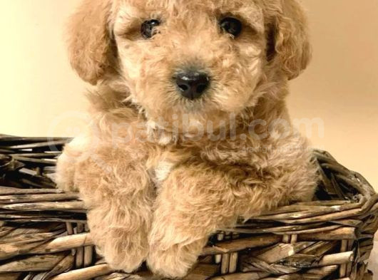 Mini Boy Puppy Kıpkırmızı Red Tooy Poodle  görsel
