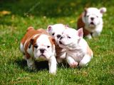 İNGİLİZ BULDOG YAVRULARIMIZ