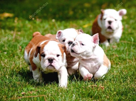 İngi̇li̇z Buldog Yavrularimiz