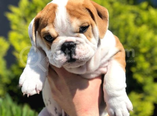 İngi̇li̇z Buldog Yavrularimiz görsel