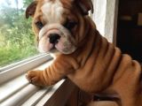 İngi̇li̇z Buldog Yavrularimiz