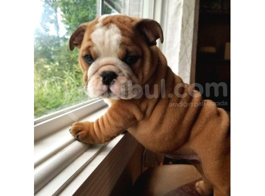 İngi̇li̇z Buldog Yavrularimiz görsel
