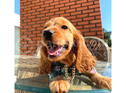 A Kalite Cocker Yavrularımız Çiftliğimizden Sizlerle görsel