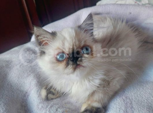 İran Exotic - İran Bluepoint Yavruları görsel