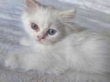 İran Exotic - İran Bluepoint Yavruları