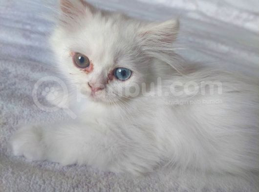 İran Exotic - İran Bluepoint Yavruları görsel