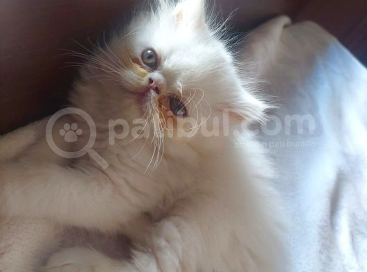 İran Exotic - İran Bluepoint Yavruları görsel