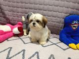Safkan Orjinal Shihtzu Yavrum