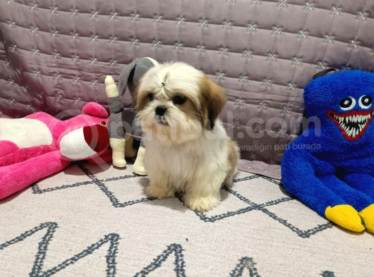 Safkan Orjinal Shihtzu Yavrum görsel
