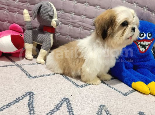 Safkan Orjinal Shihtzu Yavrum görsel