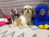 Safkan Orjinal Shihtzu Yavrum