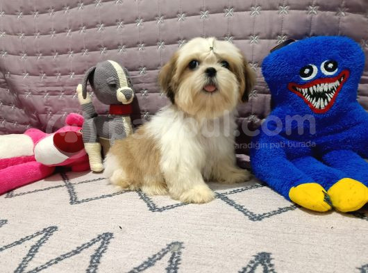 Safkan Orjinal Shihtzu Yavrum görsel