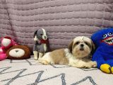 Safkan Orjinal Shihtzu Yavrum