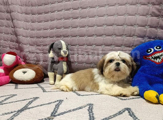 Safkan Orjinal Shihtzu Yavrum görsel