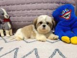 Safkan Orjinal Shihtzu Yavrum
