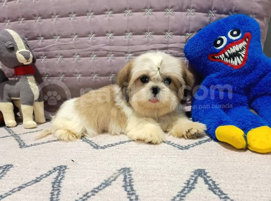 Safkan Orjinal Shihtzu Yavrum görsel