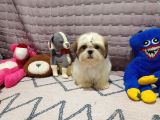 Safkan Orjinal Shihtzu Yavrum