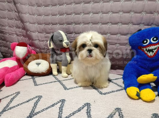 Safkan Orjinal Shihtzu Yavrum görsel