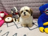 Safkan orjinal shihtzu yavrum