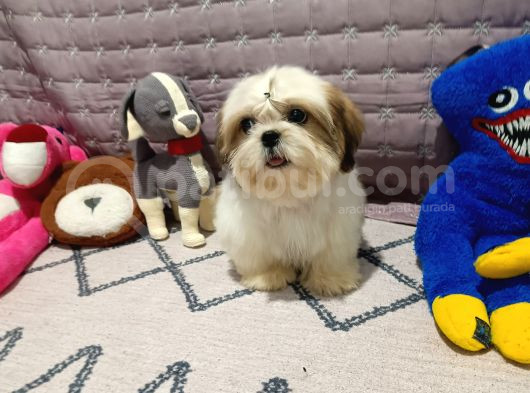 Safkan Orjinal Shihtzu Yavrum