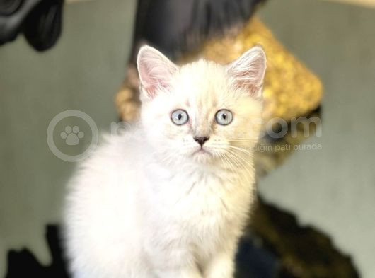 Muhteşem Güzelli̇k Si̇lver Poi̇nt Bri̇ti̇sh Yavrumuz görsel