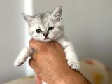 MÜKEMMEL KALİTEDE SILVER YAVRULAR