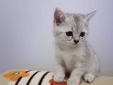 Mükemmel Kali̇tede Silver Yavrular
