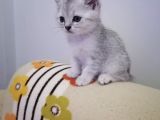 Mükemmel Kali̇tede Silver Yavrular