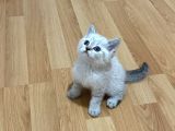 Sağlıklı Oyuncu Lynx Point