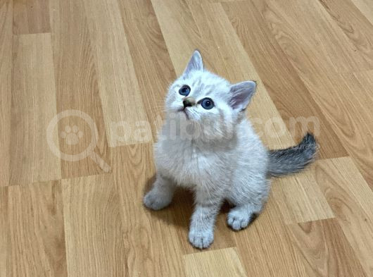 Sağlıklı Oyuncu Lynx Point görsel