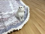 Sağlıklı Oyuncu Lynx Point