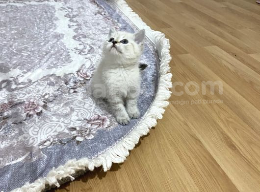 Sağlıklı Oyuncu Lynx Point görsel