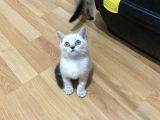 Sağlıklı Oyuncu Lynx Point